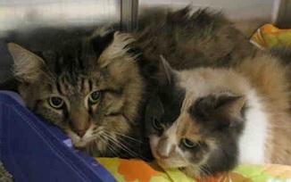 Cat adoption fees waived for Toronto Animal Services' “Fall in Love”  campaign | Durham Radio News